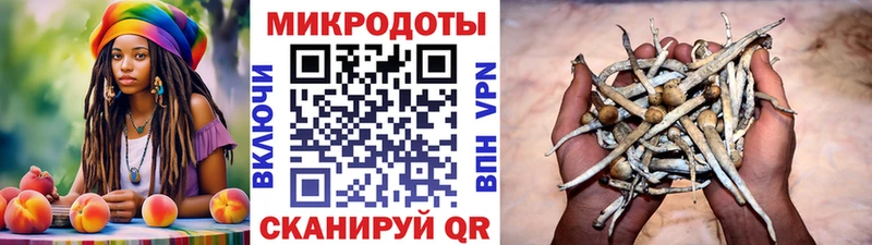 Галлюциногенные грибы прущие грибы  Багратионовск 